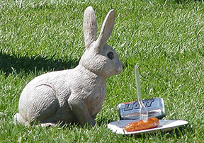 Infield bunny with his beer & brat.