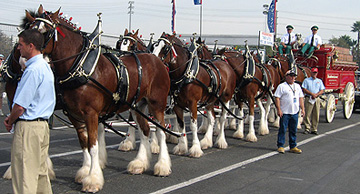 Budweiser Clydesdales ready to roll.